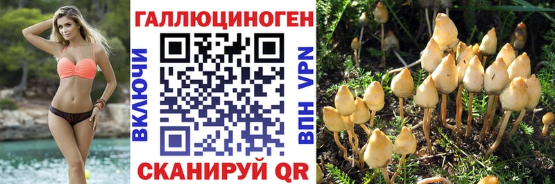 магазин Санкт-Петербург Псилоцибиновые грибы Psilocybine cubensis